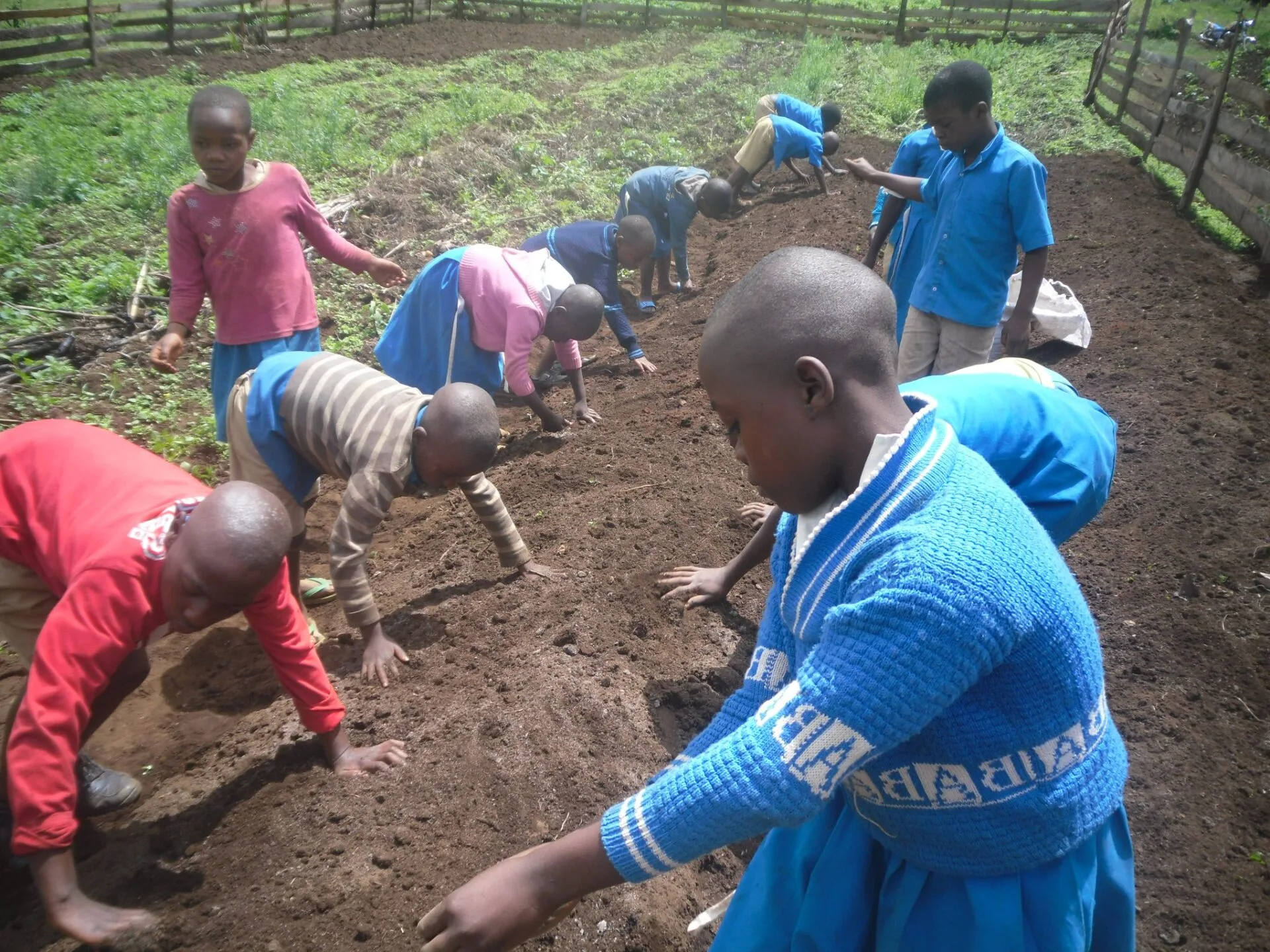 Caamay school children learning farming skills Caamay school children learning farming skills