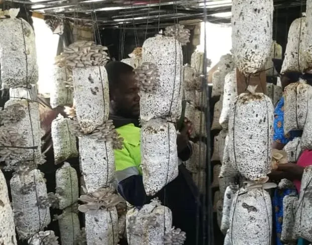 Screenshot 2025-09-21 133515 ZimConserve's sustainable mushroom cultivation project